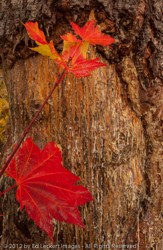 Maple Vine Leaves, Mt. Baker-Snoqualmie National Forest, Washington