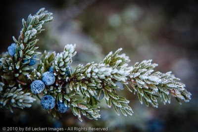 Berries Covered in Frost, Banff National Park, Alberta