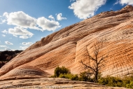 Tree and Texture, Yant Flat, Utah Tree and Texture, Yant Flat, Utah