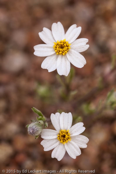 White Easterbonnets, Tonto National Forest, Arizona