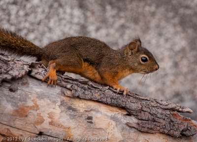 Douglas Squirrel, Alpine Lakes Wilderness, Washington | Ed Leckert Images