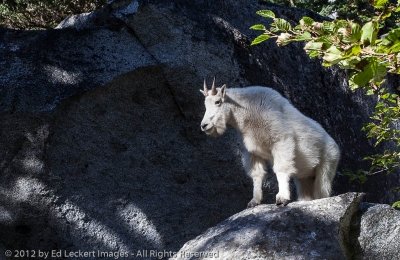 Goat on a Rock, Alpine Lakes Wilderness, Washington