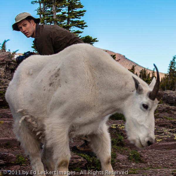 Jeremy and the Goat, Glacier National Park, Montana