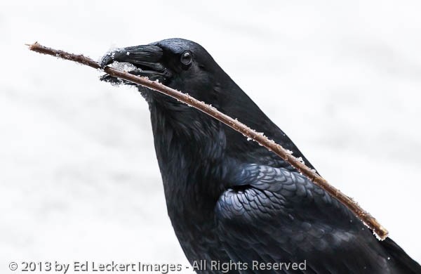 Crow with Icy Stick, Yosemite National Park, California