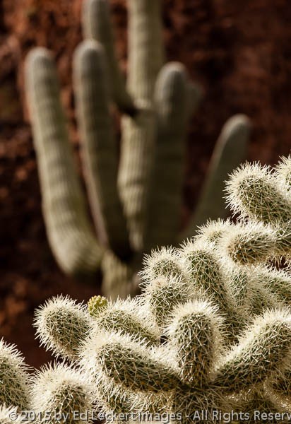 Cactus Country, Tonto National Monument, Arizona