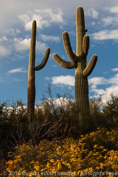 Friendly Saguaro Cactus, Saguaro National Park, Arizona
