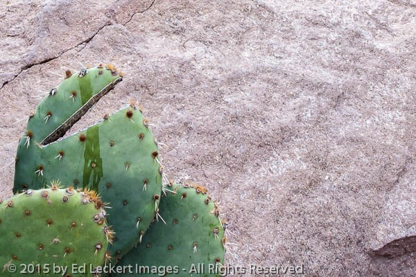 Prickly Pear Pac-Man, Tonto National Forest, Arizona