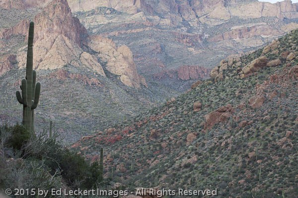 Saguaro on the Apache Trail, Original Image
