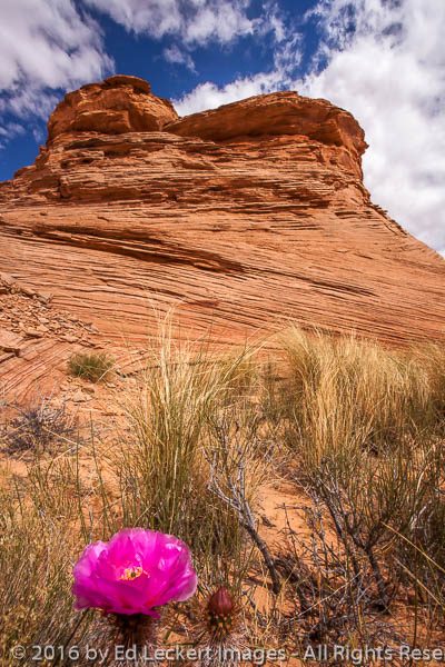 Cactus Bloom, Glen Canyon National Recreation Area, Arizona