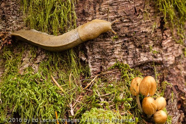 Banana Slug and Mushrooms, Cougar Mountain Wildland Park, Issaqu