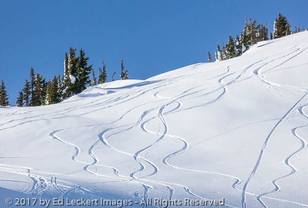 Ski Tracks, Mount Rainier National Park, Washington