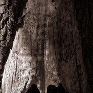 Evil Tree, Yosemite National Park, California