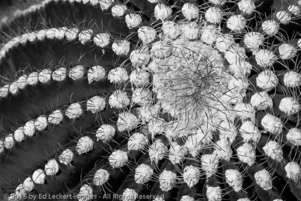 Barrel Cactus Patterns, Saguaro National Park, Arizona