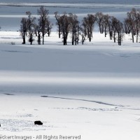 Bison in Snowfield, Yellowstone National Park, Wyoming