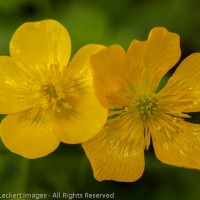 Buttercups in the Rainforest, Olympic National Park, Washington