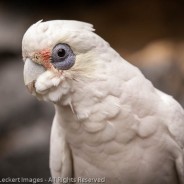Cockatoo Freedom, Tasmania, Australia