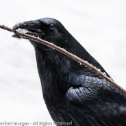 Crow with Icy Stick, Yosemite National Park, California