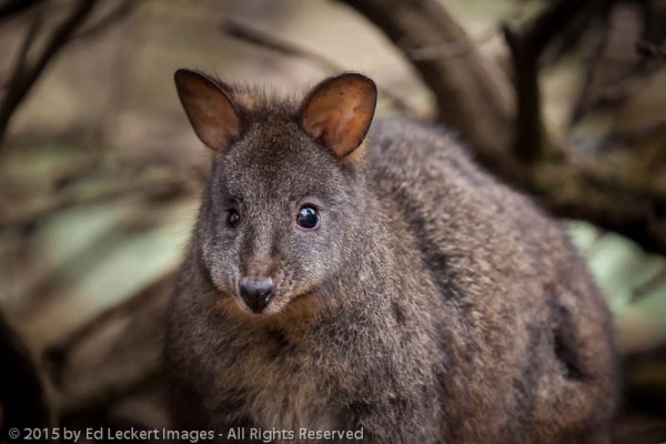 Curious Tasmanian Pademelon, The Nut State Reserve, Tasmania, Australia