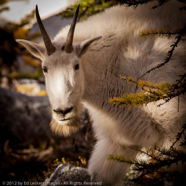 Curious Goat, Alpine Lakes Wilderness, Washington