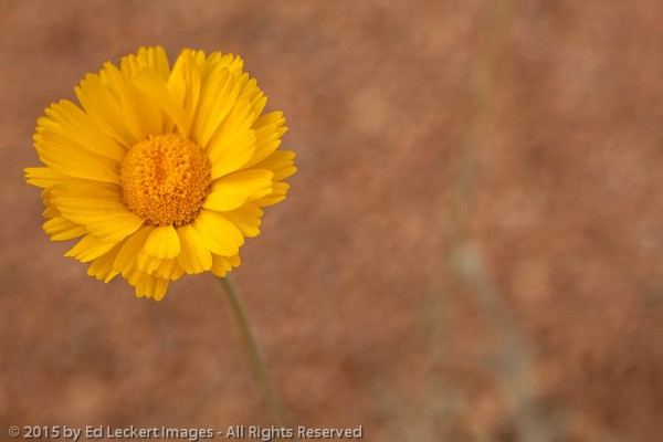 Desert Marigold, Tonto National Forest, Arizona