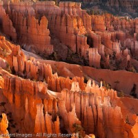 First Light on the Hoodoos, Bryce Canyon National Park, Utah