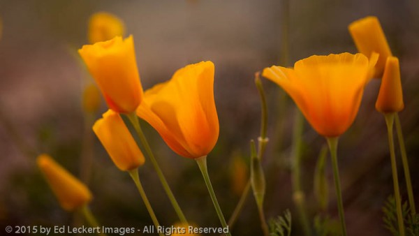 Glowing Poppies, Tonto National Forest, Arizona