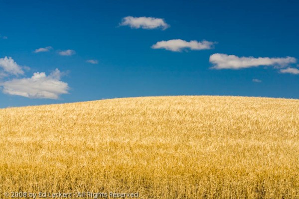 Palouse Wheat Fields, The Palouse, Idaho