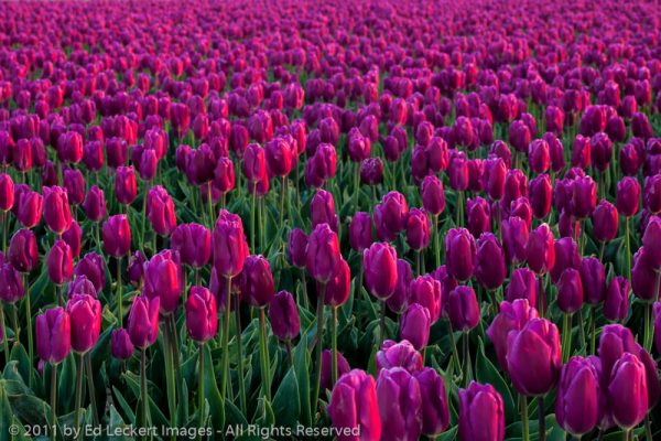 Pink Tulips, Mt. Vernon, Washington