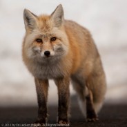 Red Fox, Mount Rainier National Park, Washington