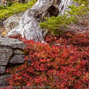 Rock and Dead Tree, Larch Lake, Alpine Lakes Wilderness, Washington