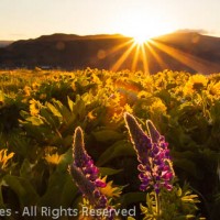 Rowena Crest Sunrise, Mayer State Park, Oregon