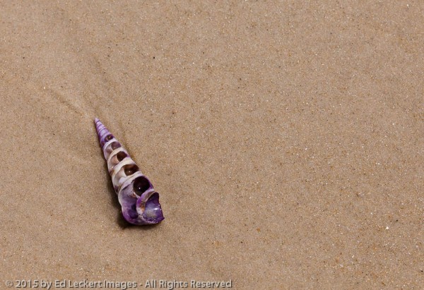 Seashell on the Beach, Freycinet National Park, Tasmania, Australia