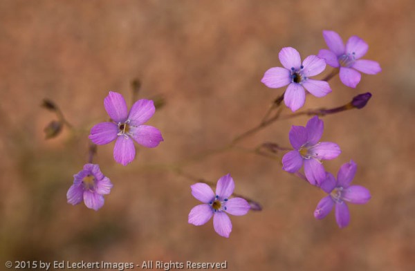 Wildflowers, Tonto National Forest, Arizona