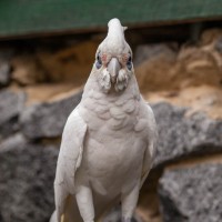 Wise Bird, Tasmania, Australia