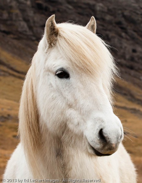 An Icelandic Horse shows off her best side, in West Iceland.