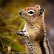 Golden-Mantled Ground Squirrel, Mt. Assiniboine Provincial Park, British Columbia