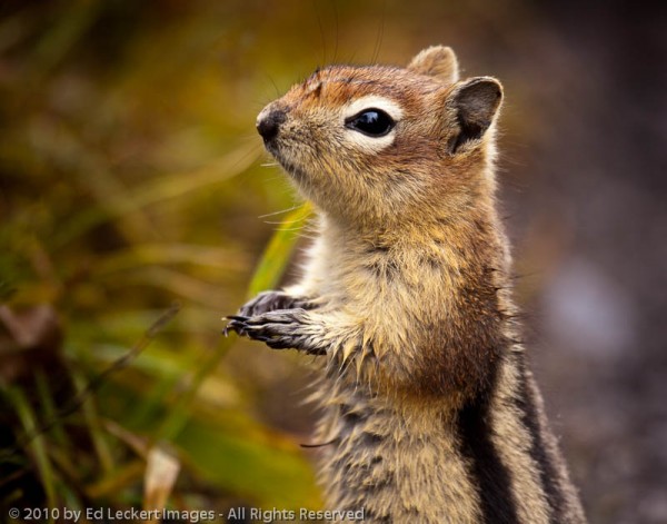 Golden-Mantled Ground Squirrel, Mt. Assiniboine Provincial Park, British Columbia