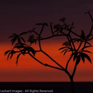 Lone Tree on the Beach, Ho’Okena Beach Park, Captain Cook, Hawaii