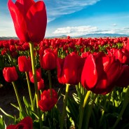 Overachiever, RoozenGaarde tulip farm, Mt. Vernon, Washington