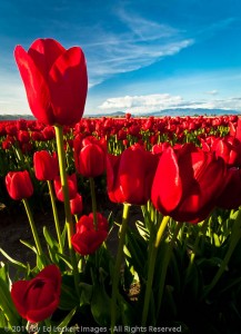 Overachiever, RoozenGaarde tulip farm, Mt. Vernon, Washington