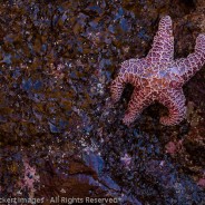 Purple Sea Star, Second Beach, Olympic National Park, Washington